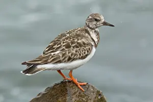 Ruddy: Ruddy Turnstone