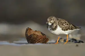Ruddy: Ruddy Turnstone