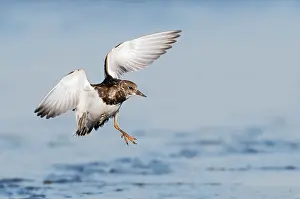 Friesland: Ruddy Turnstone