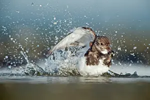 Drop: Ruddy Turnstone
