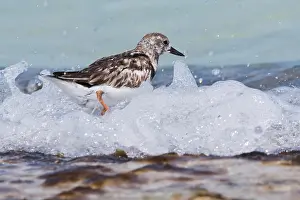 Cuban: Ruddy turnstone (Arenaria interpres), Cuba, Central