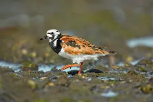 Connecticut: Ruddy Turnstone, Arenaria interpres. Foraging Connecticut sa