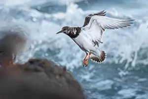 Brais Seara Fernandez: Ruddy Turnstone (Arenaria interpres) - between the