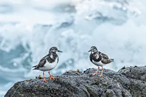 Brais Seara Fernandez: Ruddy Turnstone (Arenaria interpres) - between the