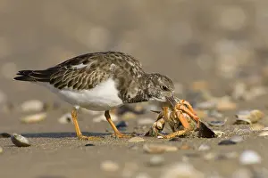 Helder: Ruddy Turnstone (Arenaria interpres) feeding on