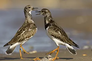 Helder: Ruddy Turnstone (Arenaria interpres) pair fight