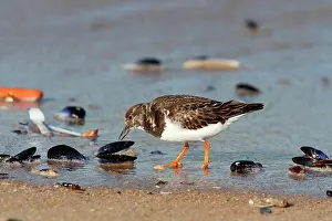 Mussel: Ruddy Turnstone ( Arenaria interpres ) in search