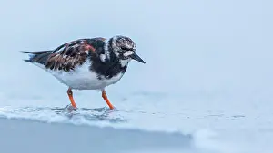 Holstein: Ruddy turnstone (Arenaria interpres) Snipe birds