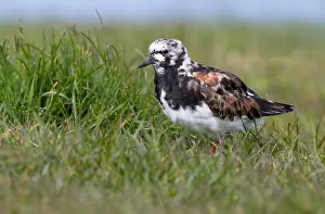 Groningen: Ruddy Turnstone (Arenaria interpres) standing i