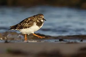Lorenzo: Ruddy Turnstone - on beach shore - Asturias, Spain