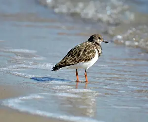 Shorebirds: Ruddy Turnstone - coast