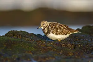 Lorenzo: Ruddy Turnstone - feeding amongst the rocks - Asturias