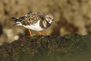 Lorenzo: Ruddy Turnstone - feeding amongst the rocks - Asturias