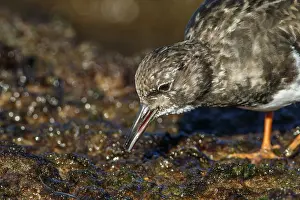 Lorenzo: Ruddy Turnstone - feeding amongst the rocks - Asturias
