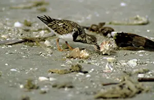 Turnstones: RUDDY TURNSTONE - feeding from shell