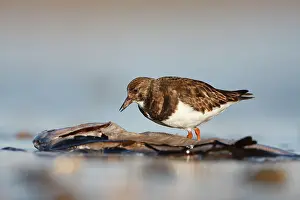 Turnstones: Ruddy Turnstone - Ground level perspective of bird