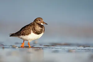 Turnstones: Ruddy Turnstone - Ground level perspective of bird
