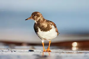 Pausing: Ruddy Turnstone - Ground level perspective of bird