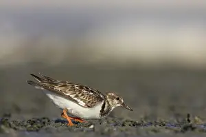 Turnstones: Ruddy Turnstone - hunting for food