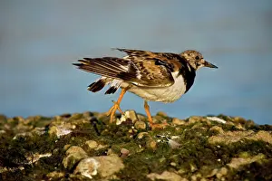 Turnstones: Ruddy Turnstone - Found mainly on rocky shores