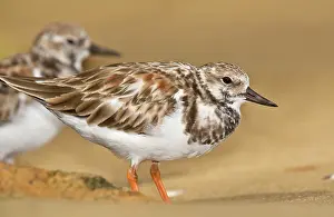 Trinidad: Ruddy Turnstone non-breeding adult on sandy beach Trinidad