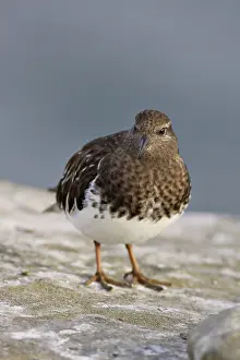 Ruddy: Ruddy Turnstone in Non-Breeding Plumage