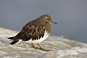 Ruddy: Ruddy Turnstone in Non-Breeding Plumage