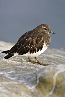 Ruddy: Ruddy Turnstone in Non-Breeding Plumage