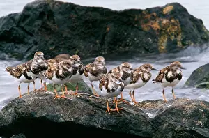 Turnstones: Ruddy Turnstone - on rocks