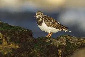 Lorenzo: Ruddy Turnstone - amongst the rocks - Asturias, Spain