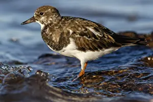 Lorenzo: Ruddy Turnstone - amongst the rocks - Asturias, Spain