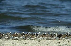 Sanderlings: Ruddy Turnstone & Sanderling (Calidris alba)