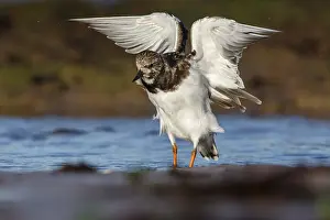 Lorenzo: Ruddy Turnstone - shaking the wings - Asturias, Spain