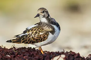 Manitoba: Ruddy turnstone taking a break to preen a bit while foraging