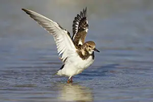 Turnstones: Ruddy Turnstone - wing flap after washing