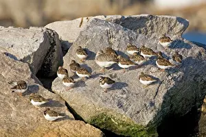 Turnstones: Ruddy Turnstone, in winter with Black-bellied Plover
