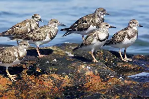 Turnstones: Ruddy Turnstones