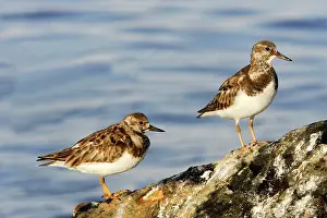 Turnstones: Ruddy Turnstones