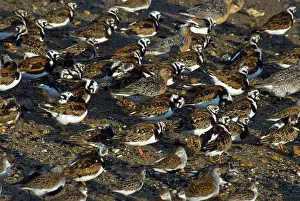 Turnstones: Ruddy Turnstones