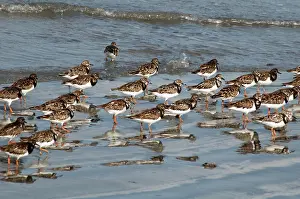 Turnstones: Ruddy TURNSTONES - Flock on shore