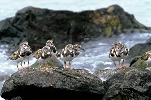 Turnstones: RUDDY TURNSTONES - STAND ON ROCK