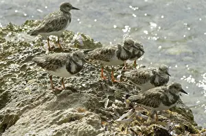 Rico: Ruddy turnstones in winter