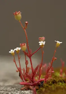 Saxifrage: Rue-leaved saxifrage, on old wall