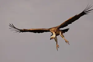 Rueppellii: RueppellIs Griffon Vulture - in flight