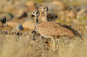 Bustard: Rueppell's Korhaan