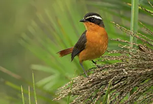 Chats: Rueppell's Robin-Chat
