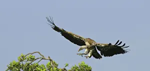 Rueppellii: Rueppell's Vulture