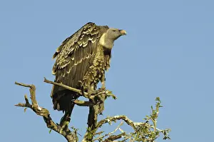 Rueppellii: Rueppell's Vulture