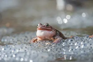 Spawn: Rufendes Grasfroschmaencchen auf Froschlaichballen