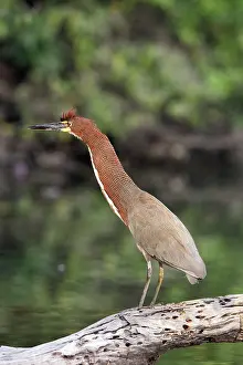 Tigrisoma: Rufescent Tiger-Heron